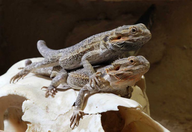 Wie füttert man Bartagamen? - Bartagame2 740x509