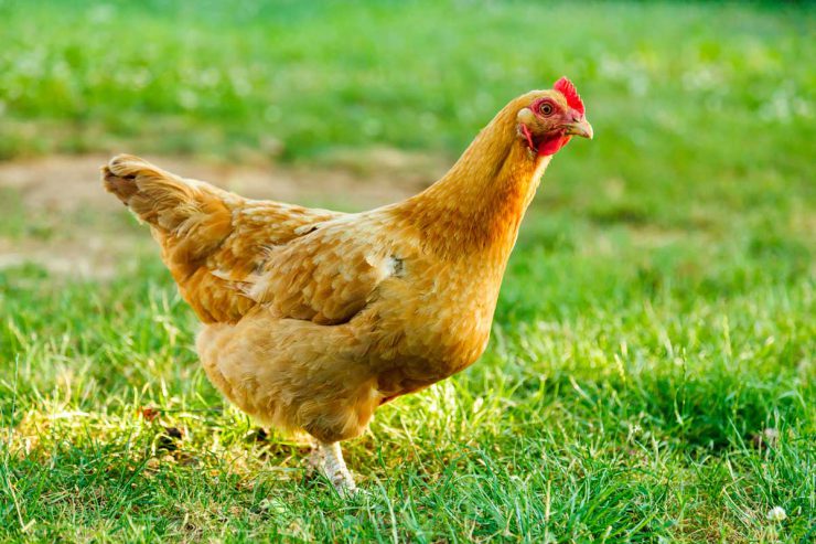 Wie füttert man ein Huhn? - TiFuMi