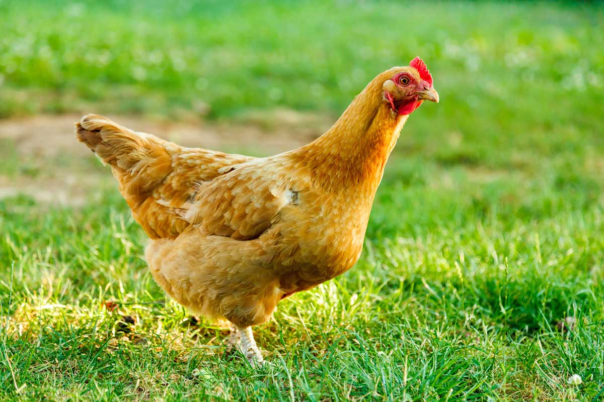 Wie füttert man ein Huhn? TiFuMi